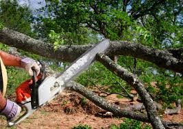 Professional Tree Services in Sylvan Springs, AL