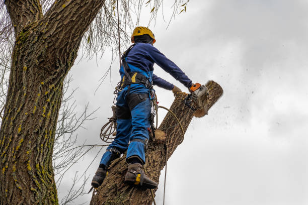 How Our Tree Care Process Works  in Sylvan Springs, AL